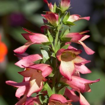 Digiplexis Illumination Flame - Foxglove