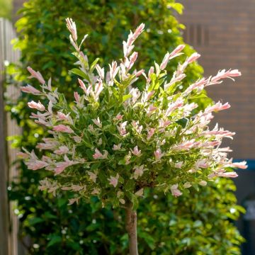 Flamingo Tree - Standard Topiary Tree 'Salix Flamingo'