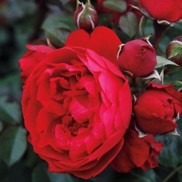 Large 5-6ft Specimen Climbing - Rose Florentina