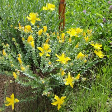 Hypericum polyphyllum 'Grandiflorum' - St John's Wort
