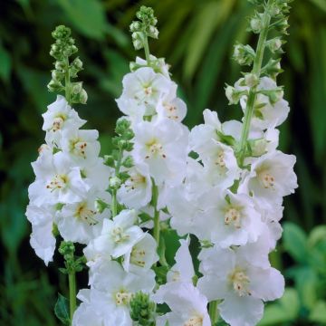 Verbascum Flush of White - 1 Bare root plant