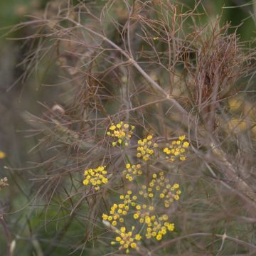 Foeniculum vulgare 'Smokey' Foeniculum vulgare 'Smokey'