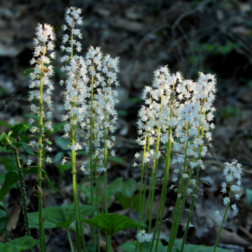 Tiarella Cordifolia - Foam Flower