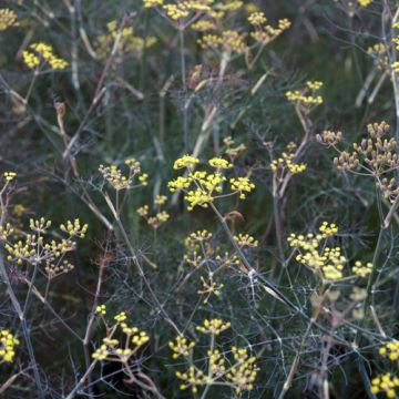 Foeniculum vulgare Giant Bronze - Purple Fennel