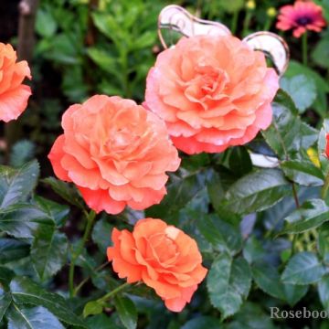 Rose 'For You With Love' - Patio Rose