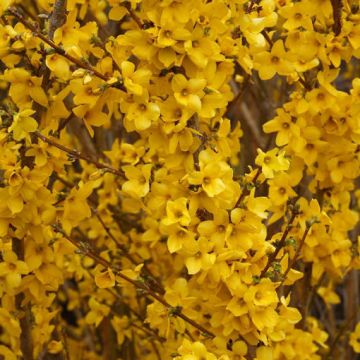 Forsythia Fiesta