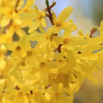 Forsythia 'Maree d'Or - Dwarf Forsythia