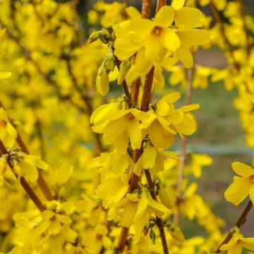 Forsythia intermedia 'Spectabilis'