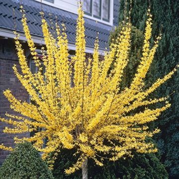 Forsythia intermedia Week-End - Large Standard Specimen Tree