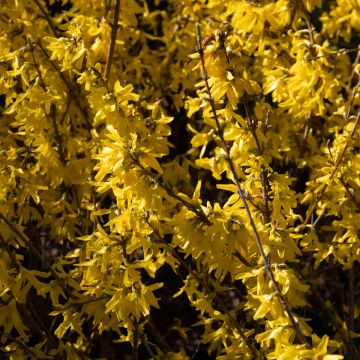 Forsythia intermedia spectabilis Lynwood Gold