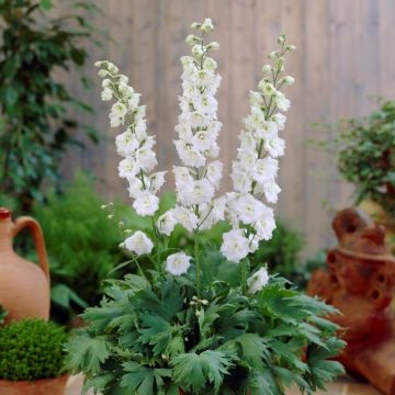 Delphinium Magic Fountain White