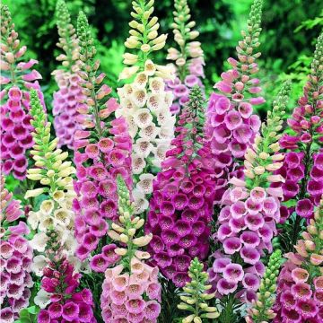 Digitalis purpurea Excelsior - Foxgloves in Bud