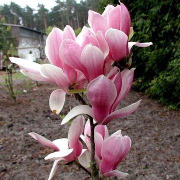 Magnolia Fragrant Cloud (Dan Xin)