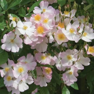 Rose 'Francis E. Lester' - Climbing Rose