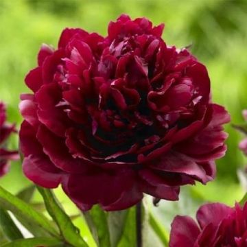 Paeonia Francoise Ortegat - Peony  - Pack of THREE