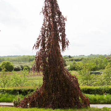 Fagus sylvatica 'Black Swan' - Weeping Purple Beech