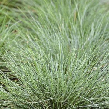 Festuca Glauca 'Freddy'