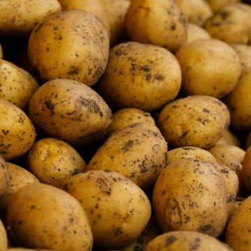 Sagitta - Second Early Seed Potatoes - Pack of 10