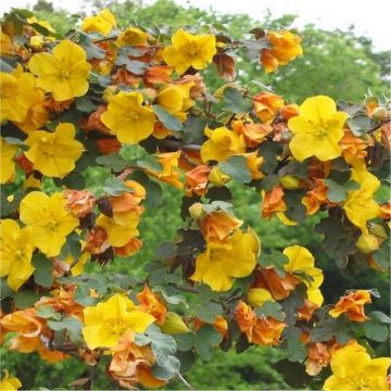 Fremontodendron California Glory - Californian Flannel Bush