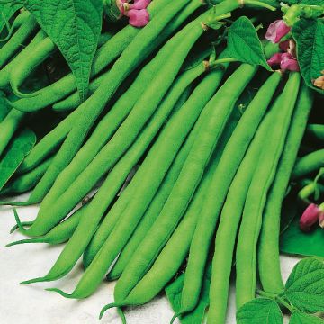 French Bean Cannellino