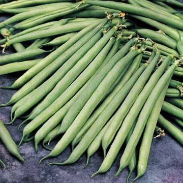 French Bean Safari