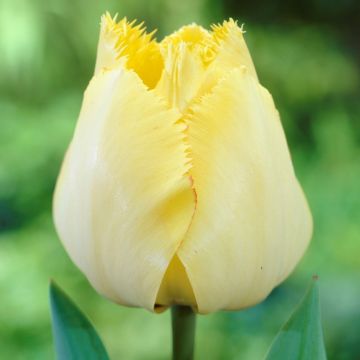 Tulip Fringed Elegance - Pack of 12