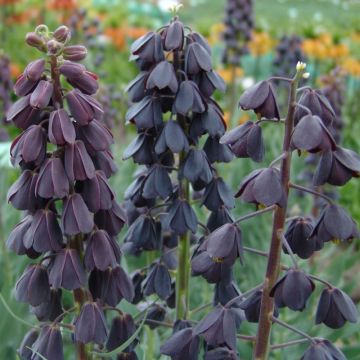 Fritillaria Persica - Black Persian Lily - One Bulb