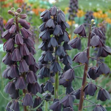 Fritillaria Persica - Black Persian Lily Plant