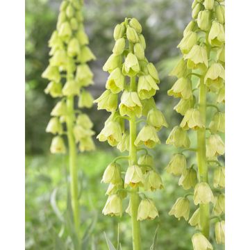 Fritillaria Persica Alba - Persian Lily - One Bulb