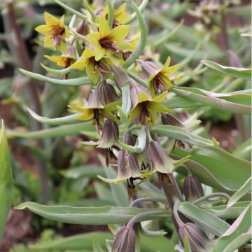 Fritillaria sewerzowii 'Green Eyes' 