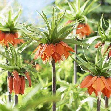 Fritillaria imperialis Rubra - Orange Fritillary