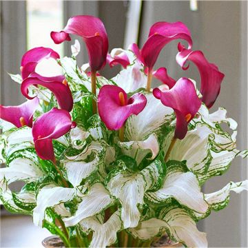 Beautiful New & Exclusive Calla Lily 'Frozen Queen' - Zantedeschia - In Bud & Bloom