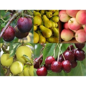 Lost label 5ft Fruit Trees Bundle - Pack of Three