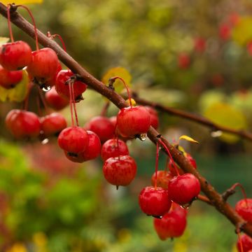 Malus Evereste - Crabapple - circa 130-150cm Tree