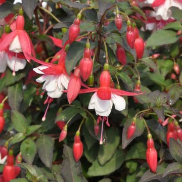 Fuchsia Alice Hoffman - Hardy Fuchsia