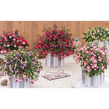 Fuchsia  Ballerinas - in Bud and Bloom