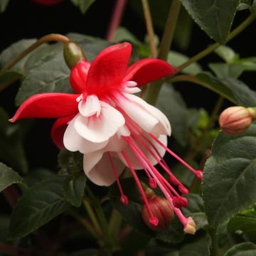 Fuchsia 'Britney' - Gorgeous Patio Fuchsia