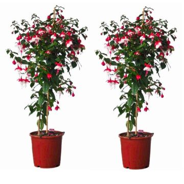 Pair of Fuchsia Tree Standards 'Britney' - Gorgeous Patio Fuchsia Trees