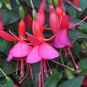 Hardy Fuchsia 'Display'