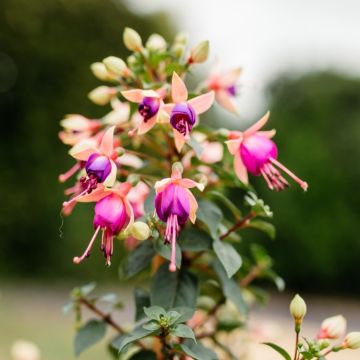 Fuchsia Ellebel - Hardy Shrub