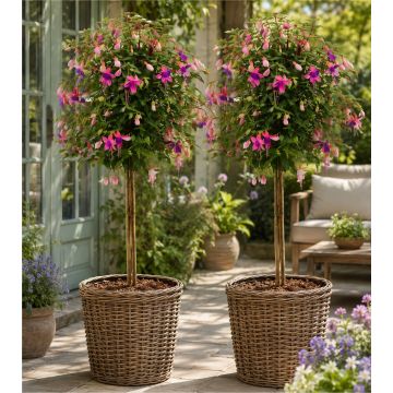 Pair of Fuchsia Tree Standards 'Ellebel' In Bud & Bloom - Gorgeous Patio Fuchsia Trees
