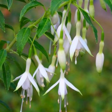 Fuchsia Hawkshead - White Hardy Fuchsia