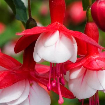 Fuchsia Lady Thumb  - Hardy Fuchsia