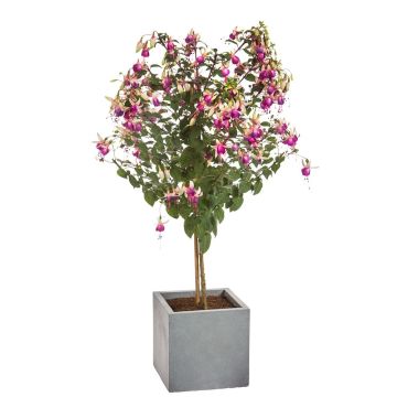 Patio Fuchsia Tree 'Lucky Dip' - End of Season Clearance