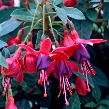 Fuchsia Tom Thumb  - Hardy Fuchsia