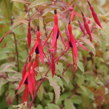 Fuchsia microphylla 'David' - Hardy Fuchsia