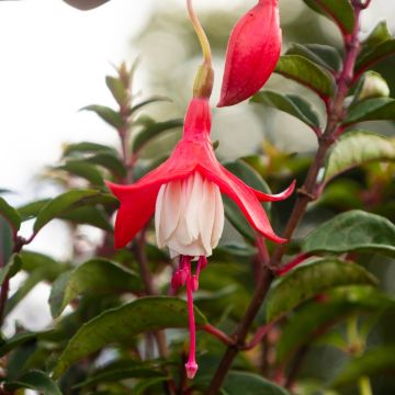 Fuchsia Magellanica