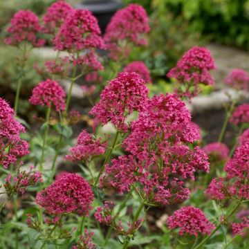 Centranthus Ruber Pretty Betsy - Valerian