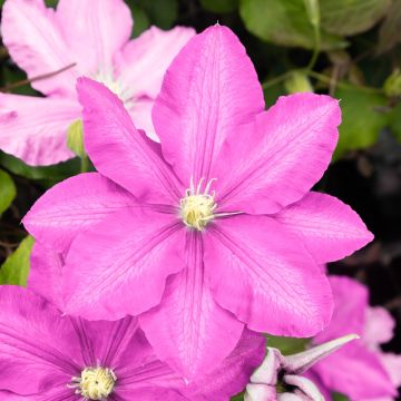 Clematis montana Broughton Star - Dazzling Double Flowers