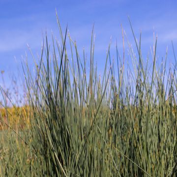 Juncus inflexus 'Blue Arrows'